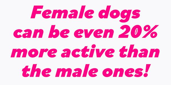 Card displaying Bilo typeface in various styles