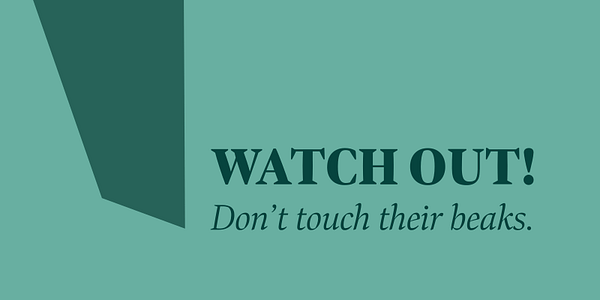 Card displaying Bennet Display typeface in various styles