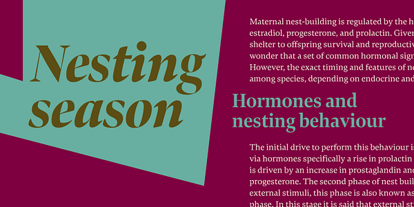 Card displaying Bennet Display typeface in various styles