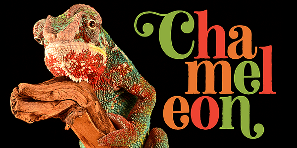 Card displaying Neato Serif typeface in various styles