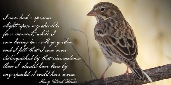 Card displaying American Scribe typeface in various styles