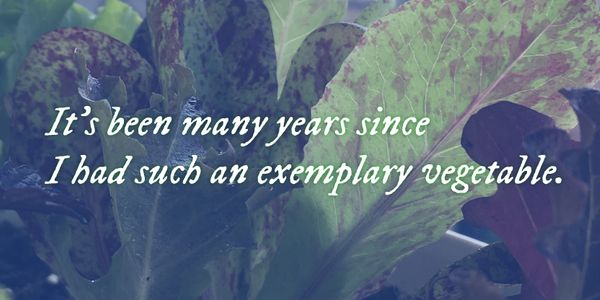 Card displaying IM FELL DW Pica typeface in various styles