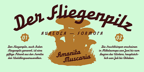 Card displaying AM Appennino typeface in various styles