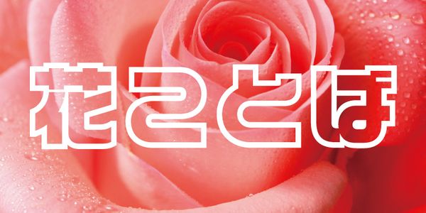 Card displaying VDL-LogoJr Pop typeface in various styles