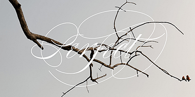 Card displaying Compendium typeface in various styles