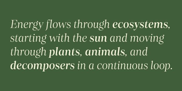 Card displaying Loretta Display Variable typeface in various styles