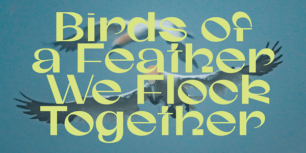 Card displaying Gunter typeface in various styles