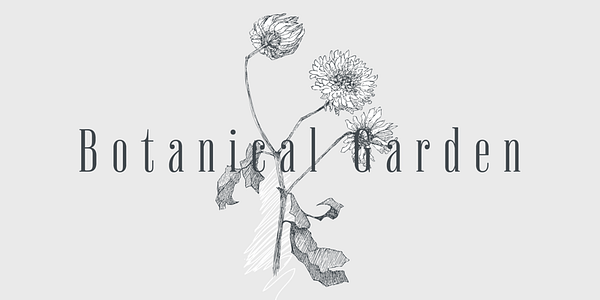 Card displaying Vincente typeface in various styles