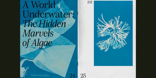 Card displaying Alga typeface in various styles