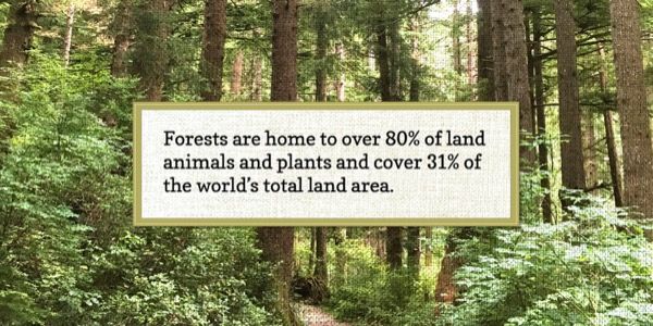 Card displaying Copse typeface in various styles