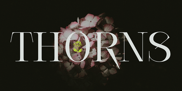 Card displaying Cesso typeface in various styles