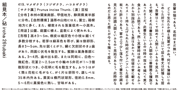 Card displaying Kinuta iroha 26tubaki StdN typeface in various styles