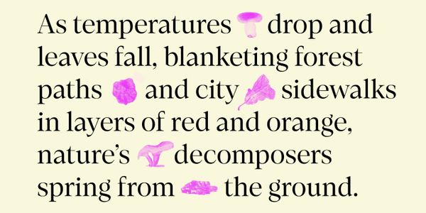 Card displaying Loretta Display typeface in various styles