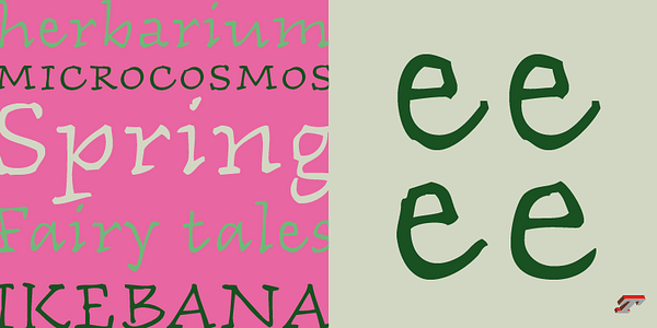 Card displaying Zingiber typeface in various styles