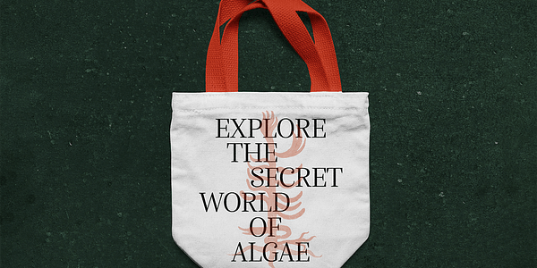 Card displaying Alga Variable typeface in various styles