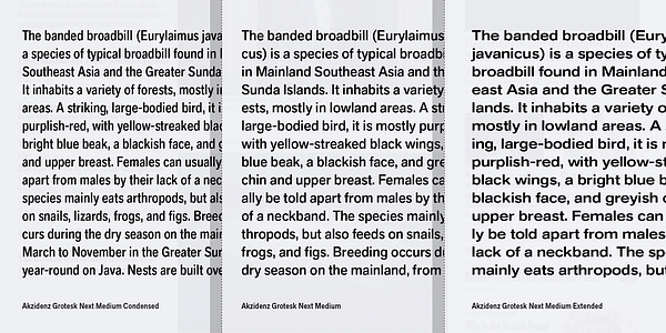 Card displaying Akzidenz-Grotesk Next typeface in various styles