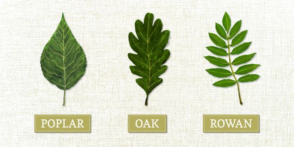 Card displaying Copse typeface in various styles