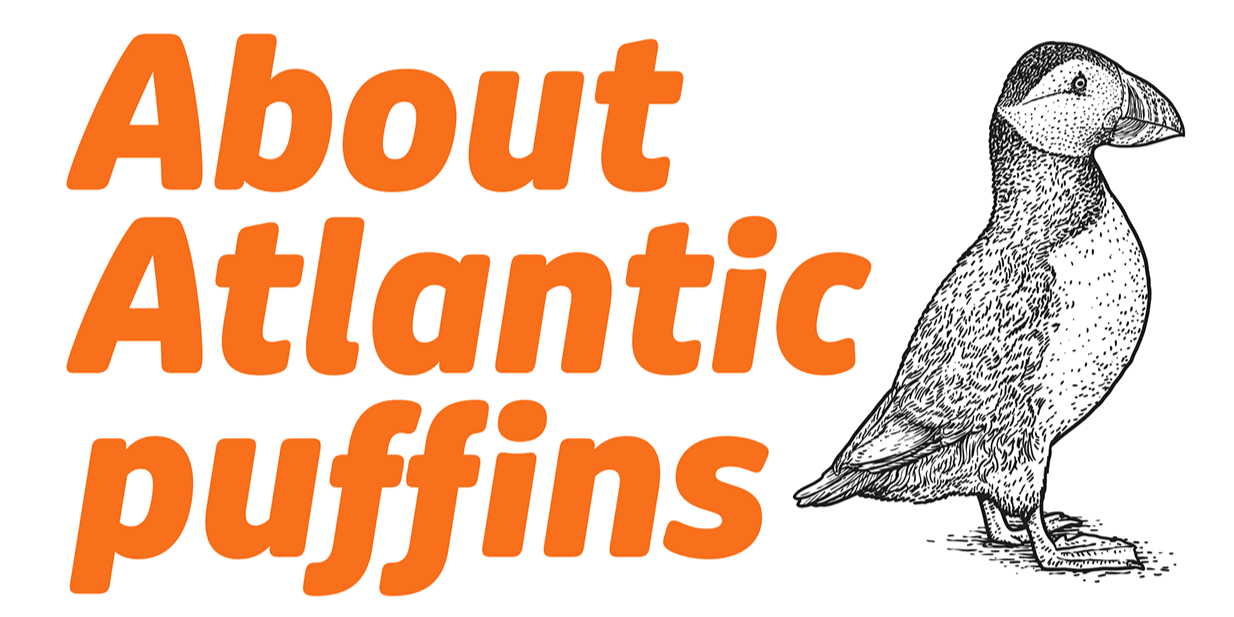 Card displaying Puffin Display typeface in various styles
