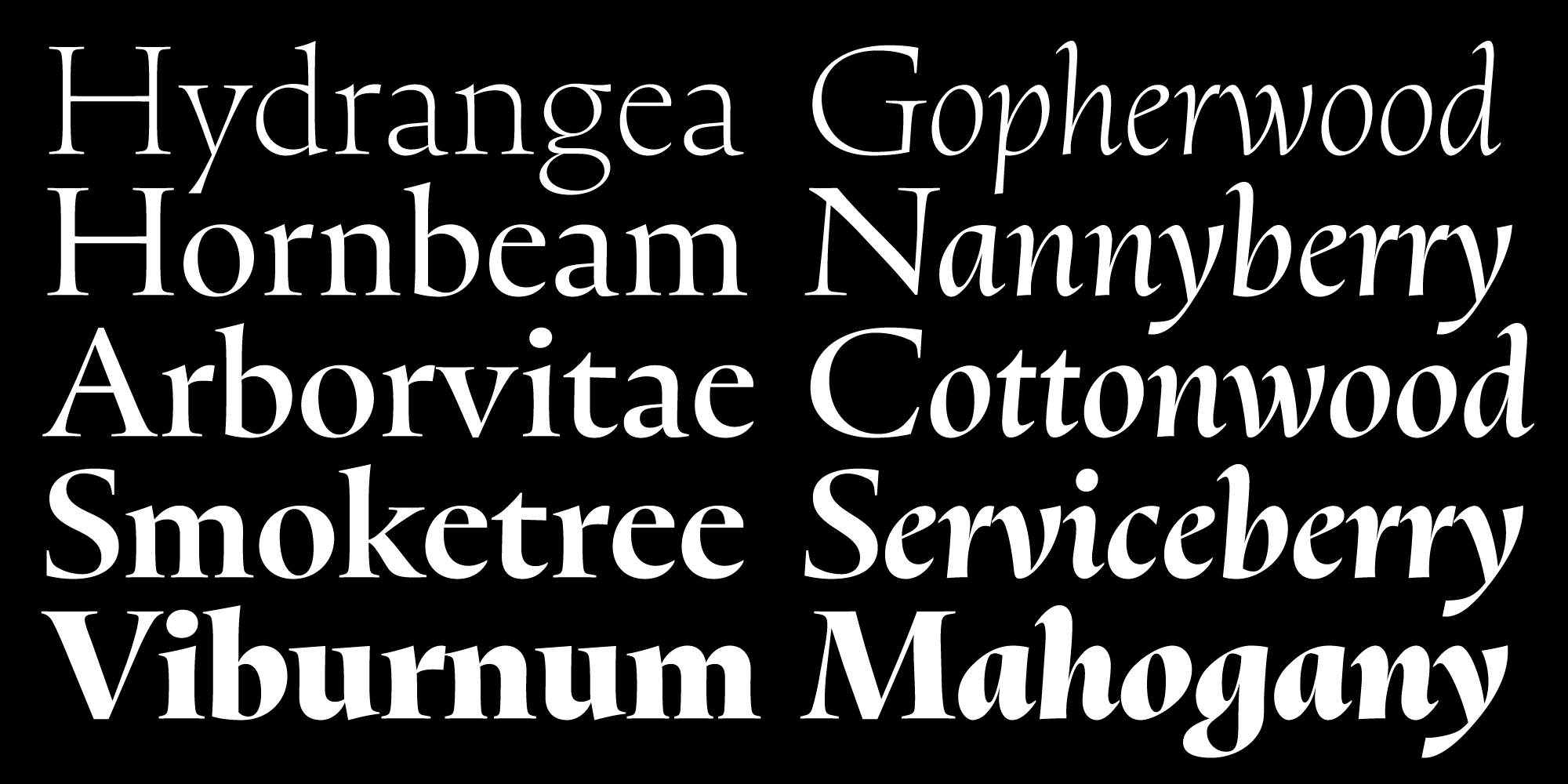 Card displaying Oculi typeface in various styles